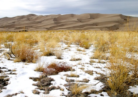 Great Sand Dunes/humble cacti