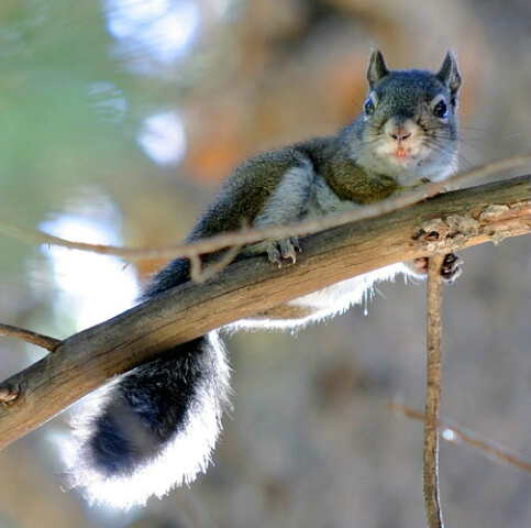 Chickaree (Red tree squirrel/lodge pole pine)