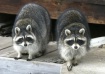 Twin raccoons