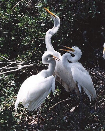 Big baby egrets still on nest