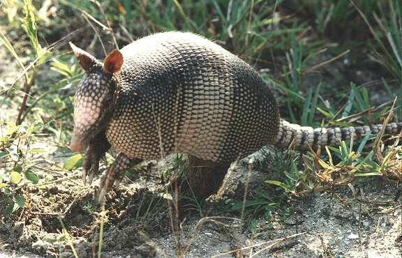 Armadillo scratching for food.