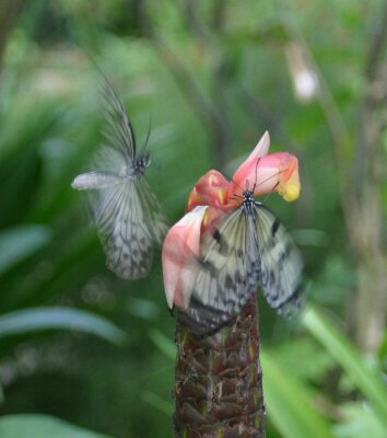 Tree Nymph butterflies flutter around flower