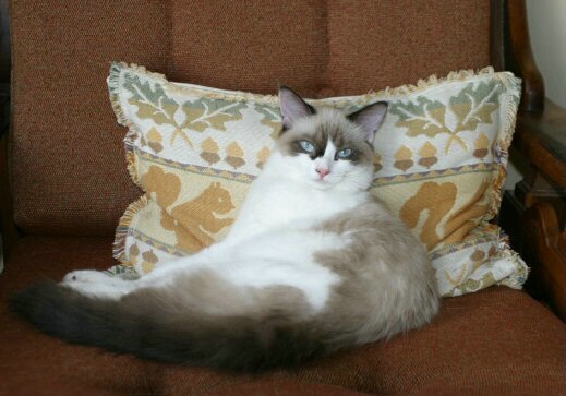 Royal Ragdoll kitten likes comfort