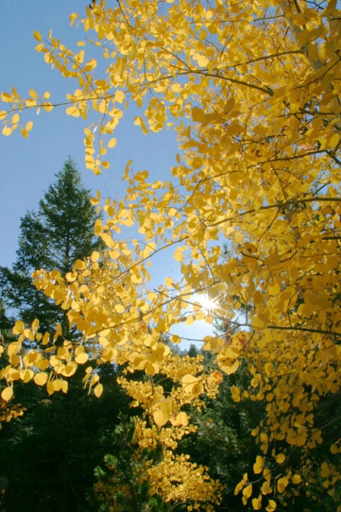 Aspen sun star