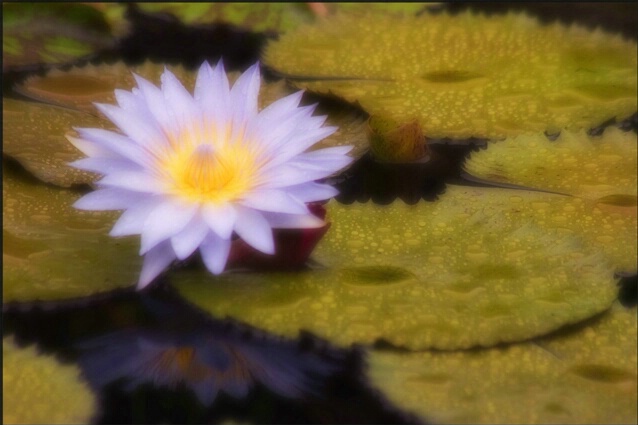 Water Lily - Dreamy Effect - ID: 278924 © Sharon E. Lowe