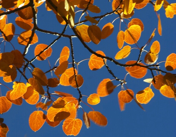 Aspen leaves autumn