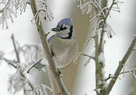 BlueJay in Snow