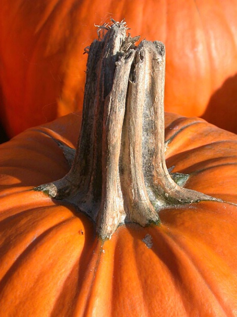 Stem - ID: 280499 © Paul Coco