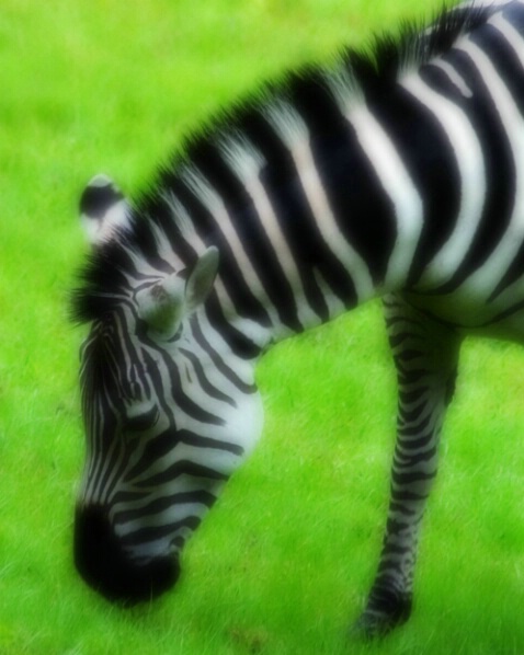 Dreamy Zebra - ID: 280715 © Sharon E. Lowe