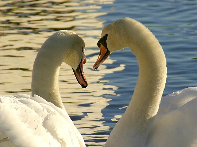 Swans, Blue and White