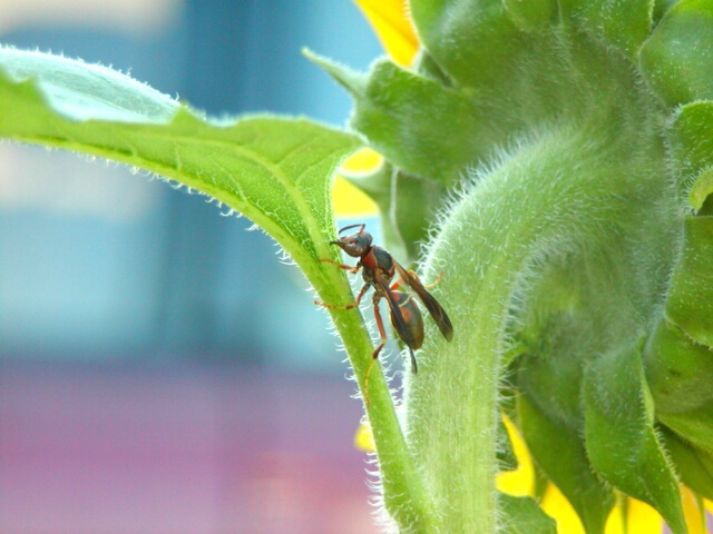 Stretching Wasp