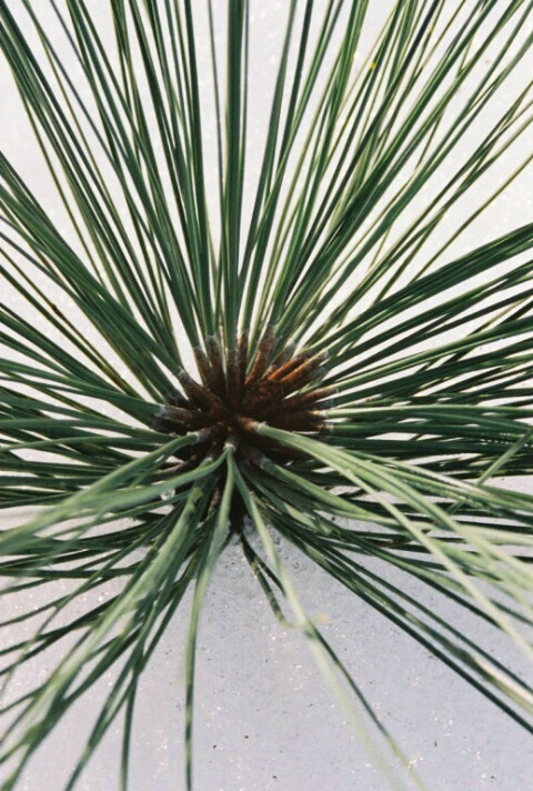 Pine needles