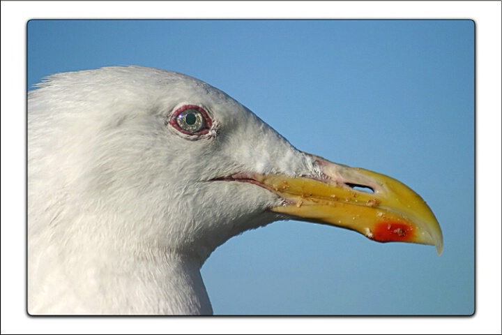 Glaucous-Winged Gull