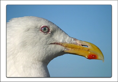 Glaucous-Winged Gull