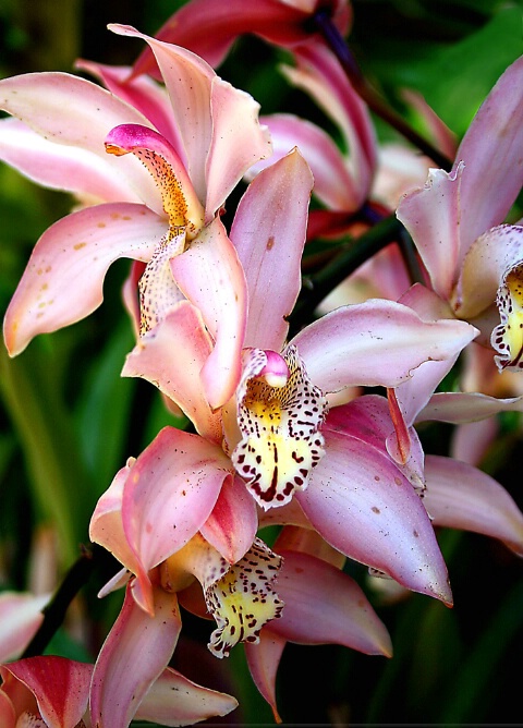San Diego Orchids
