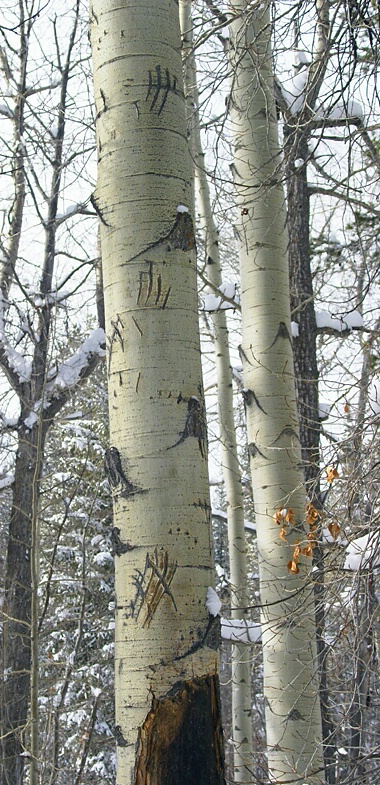 Vertical Bear Tracks