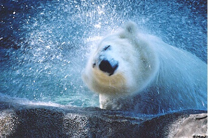 Icy Polar Shake