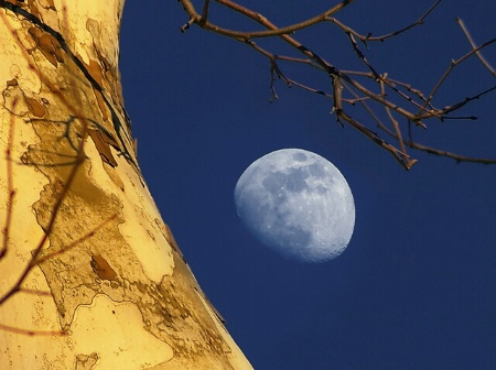 Moon and Sycamore