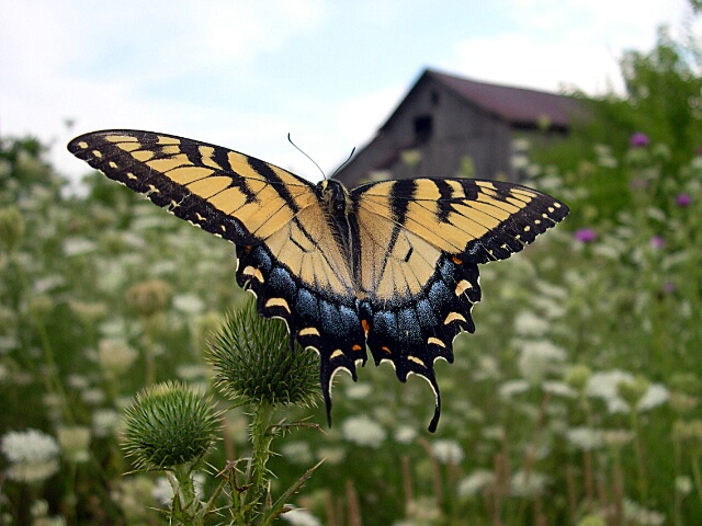 Eastern Tiger Swallowtail