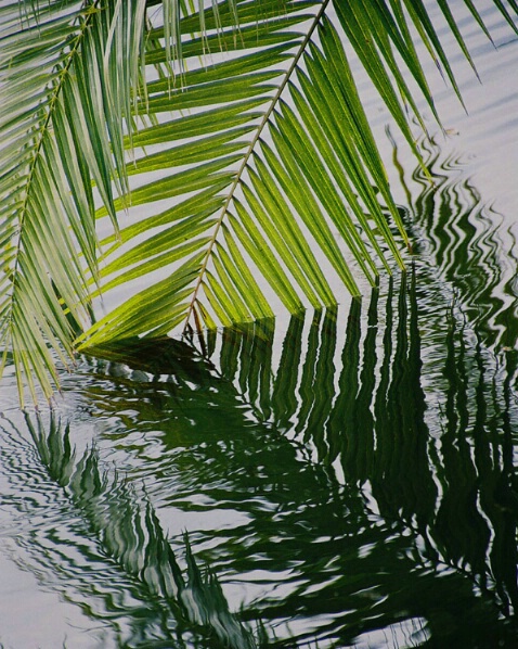 Palms