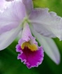 Spray Orchid