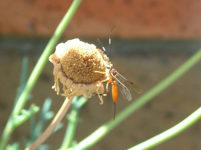 Insect on dead flower