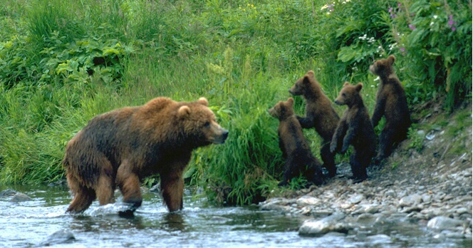 rare bear shot mom with 4 springcubs