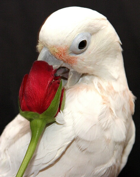 Junior (My Cockatoo) with a Rose #1