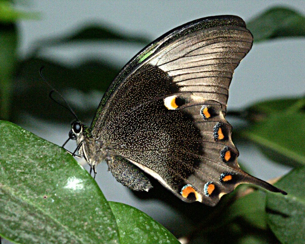 Emerald Swallowtail at Rest