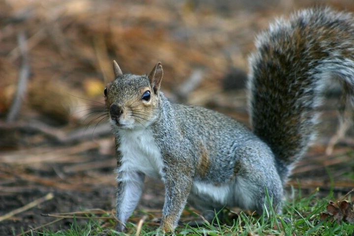 Squirrel in park