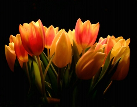 Decorative Tulips