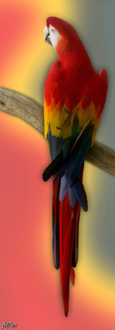 Primary Parrot.