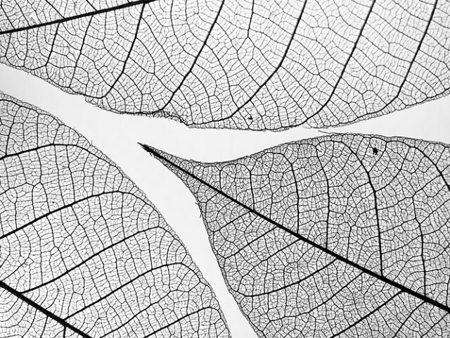 A puzzle of leaves