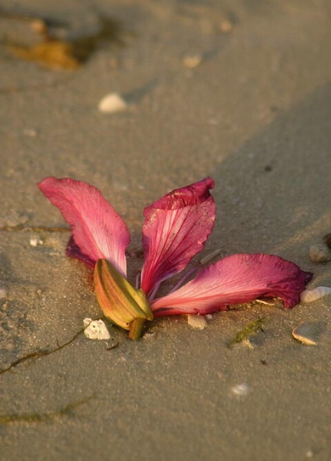 Blossom on the Beach