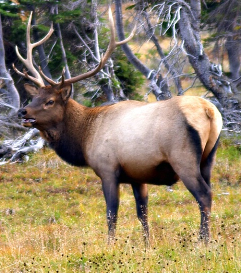 Young Bull Elk 10 points
