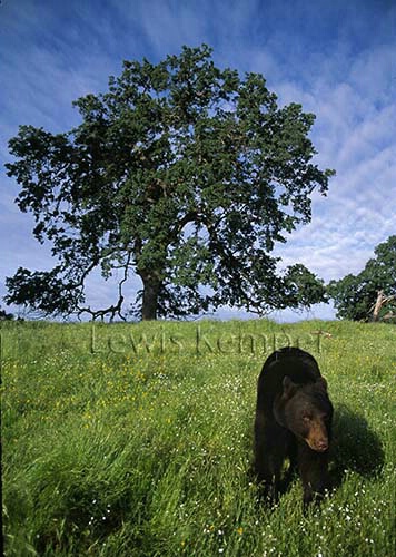 Black Bear and Oak Tree