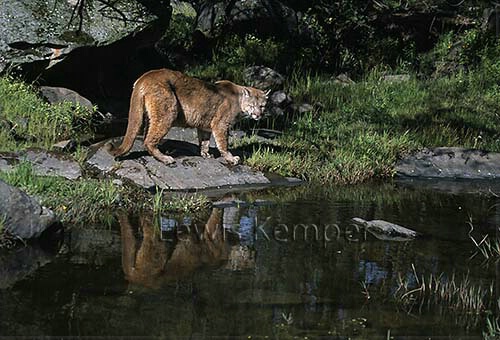 Mountain Lion and Reflection
