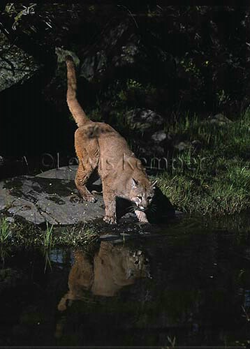 Mountain Lion with Paw in Water