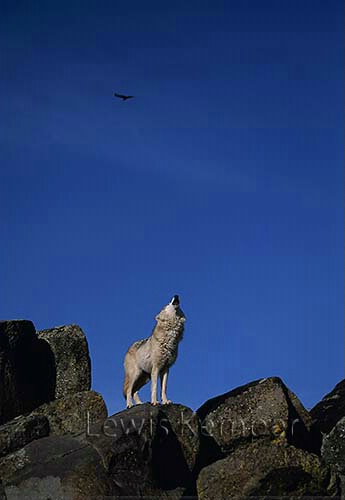 Wolf and Turkey Vulture