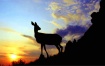 Deer Silhouette  
