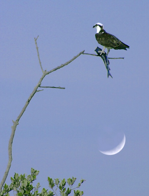Osprey With Meal
