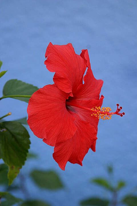 Red Hibiscus on a blue wall