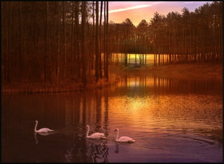 Swans at Sunset
