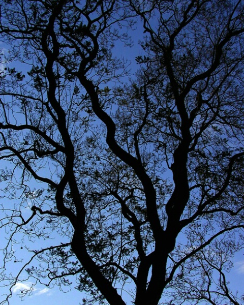 Tree and Sky