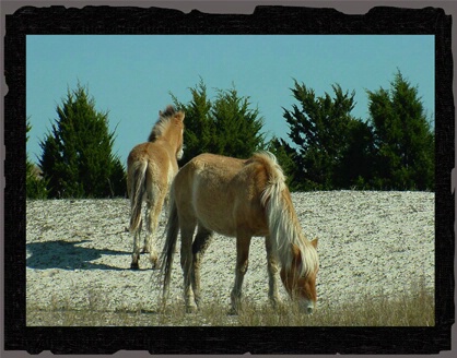 Wild Ponies..Shacklefor, NC