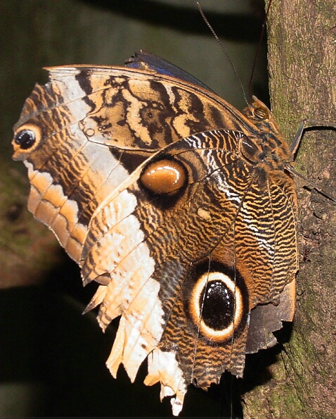 Owl Butterfly - ID: 292624 © Cathy Martin