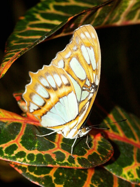 A Malachite of a Different Color