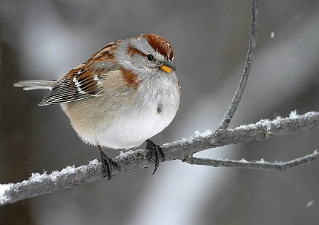 American Tree Sparrow in light snow dusting 