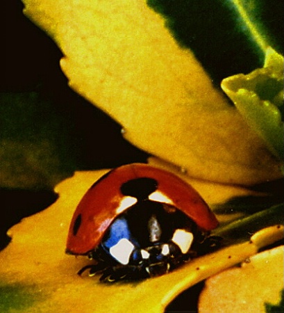 Ladybird on Variegated Leaf
