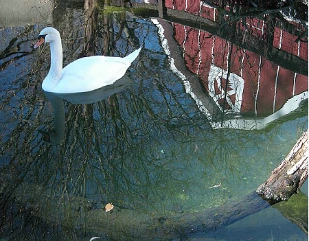 Reflections - Swan and Red Barn